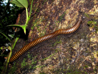 Giant millipede (French Guiana)